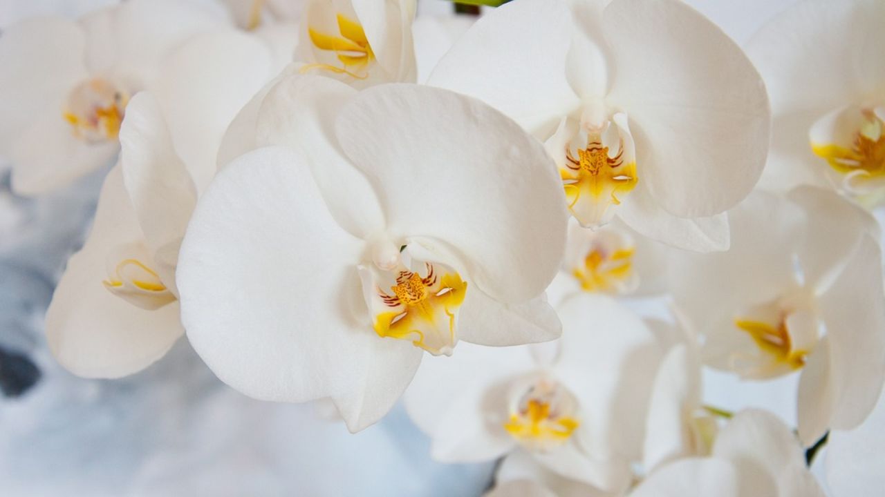 Orquídeas: así es como hacerlas florecer de nuevo con un solo ingrediente