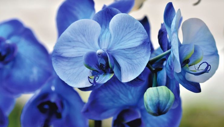 Orquídeas: así es como hacerlas florecer de nuevo con un solo ingrediente