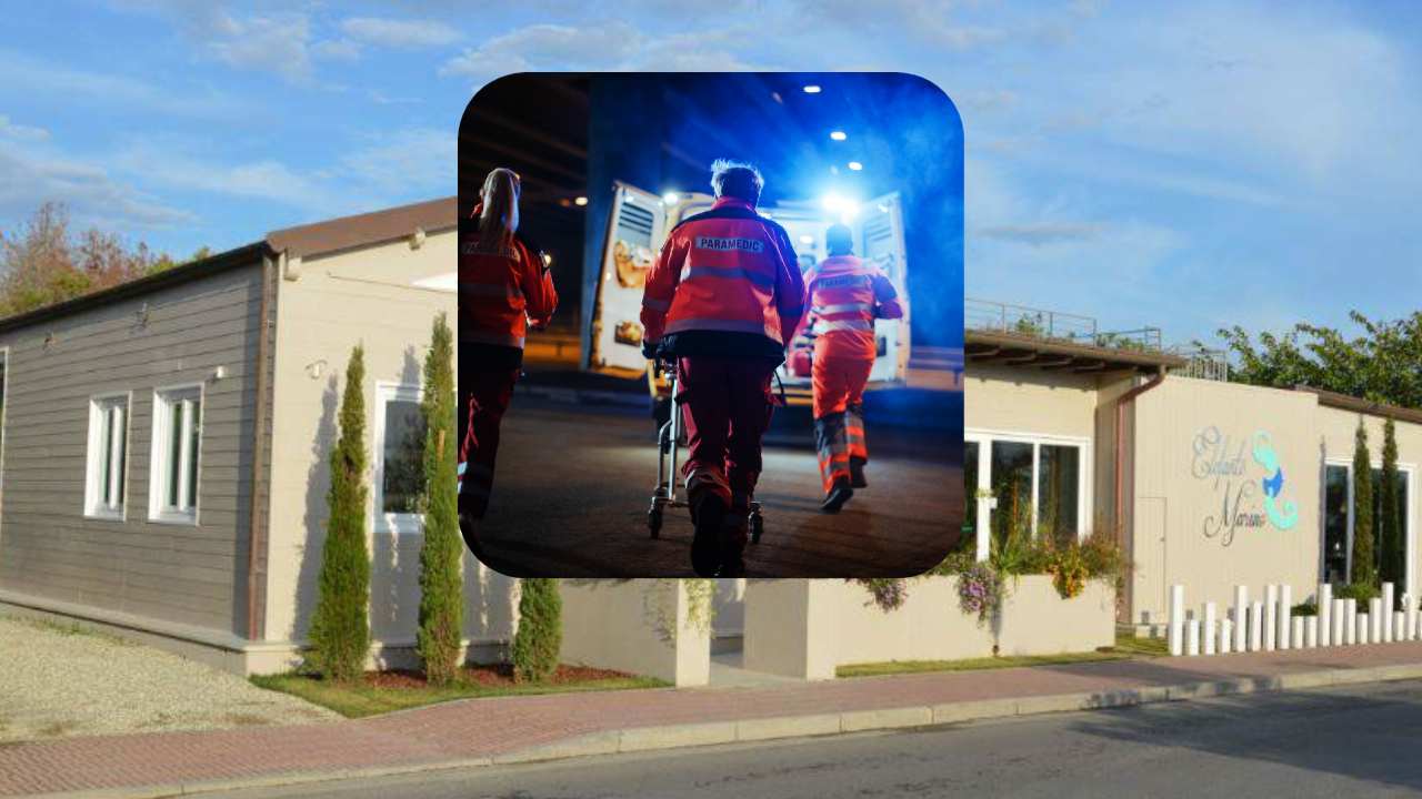 ristorante elefante marino 