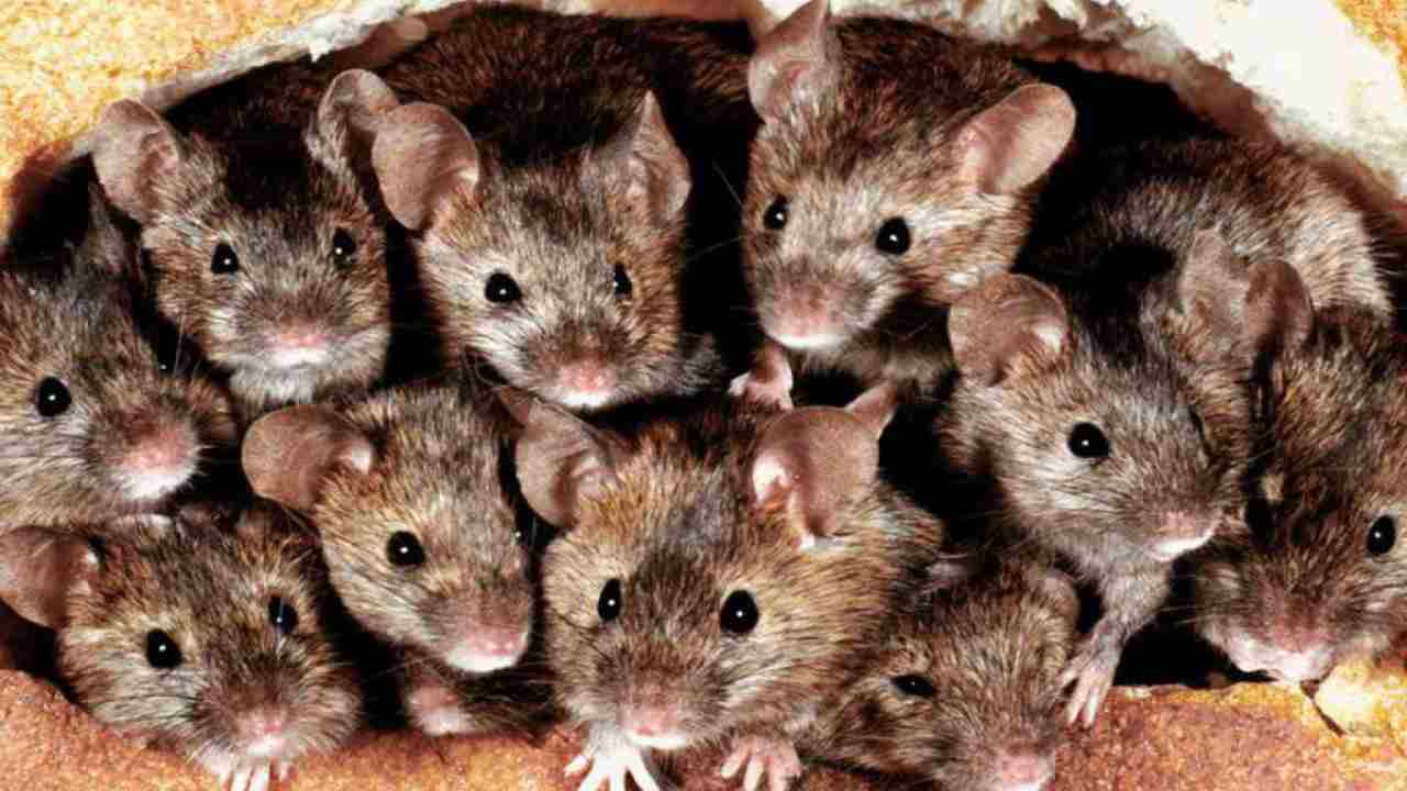 Topi: ecco come fanno ad entrare in casa