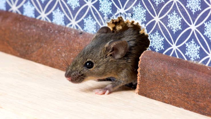 Topi: ecco come fanno ad entrare in casa