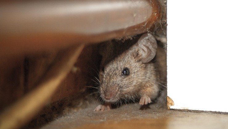 Topi: ecco come fanno ad entrare in casa
