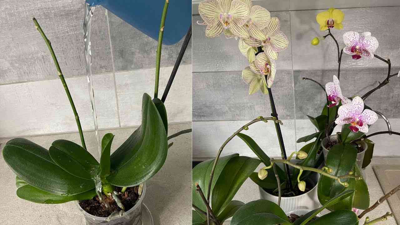 Jak zalévat orchideje