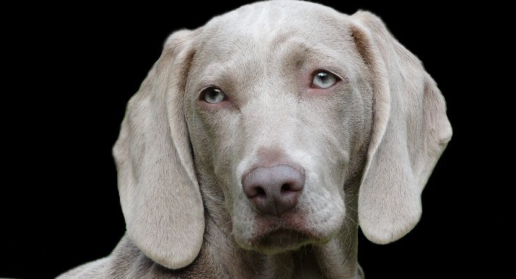 Come ottenere il bonus per chi ha in famiglia un animale domestico