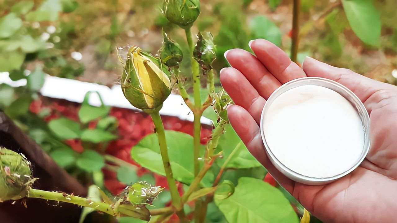 Eliminare parassiti sulle piante