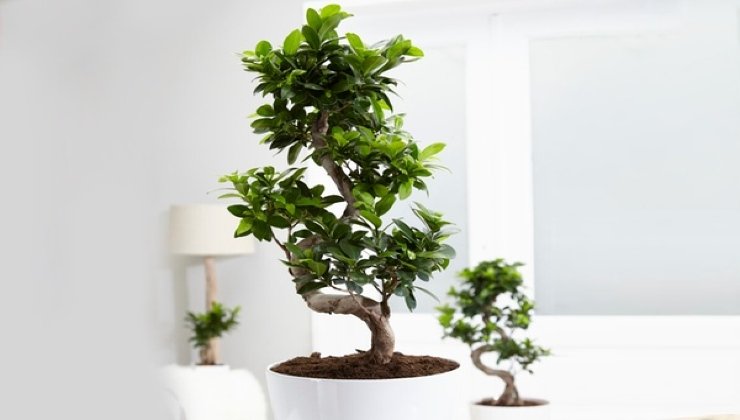 Ficus-Bonsai