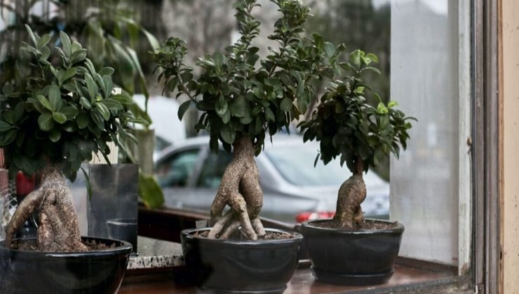 Ficus bonsai 