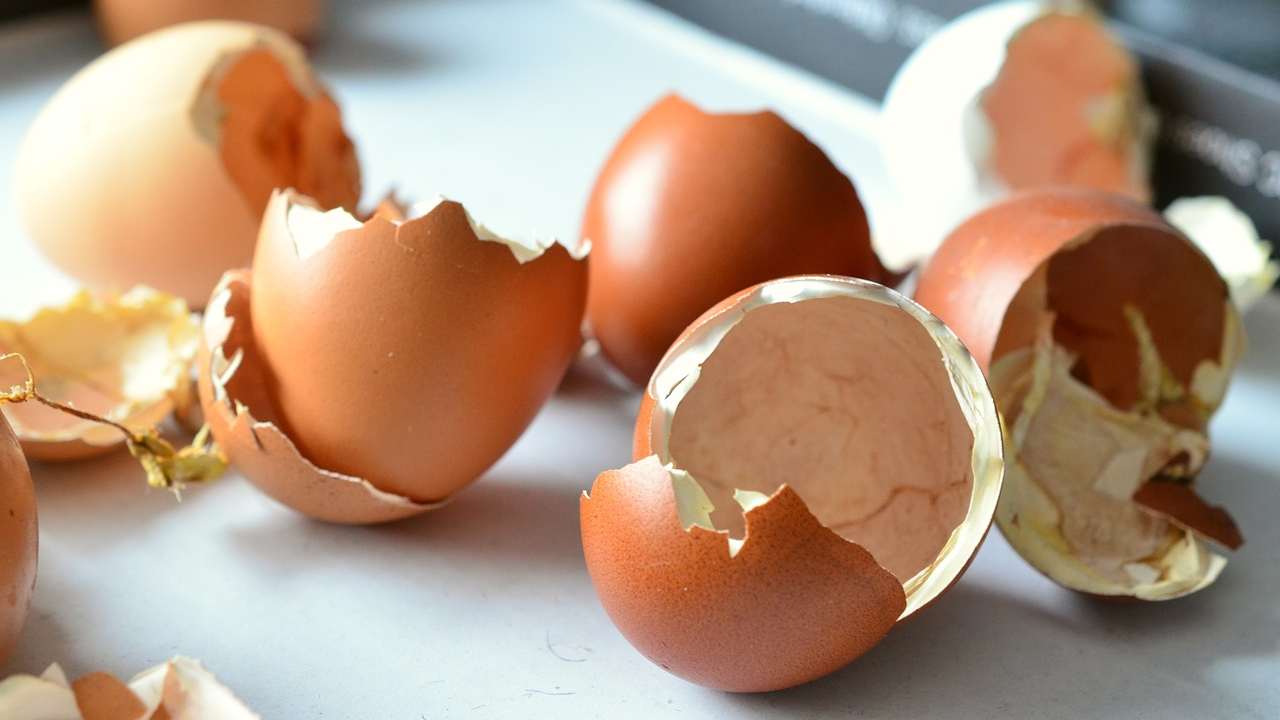 Vaječné skořápky