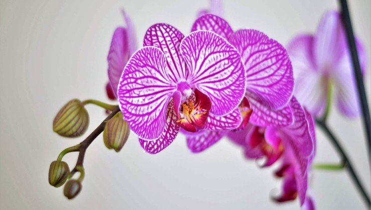Orquídea de colores