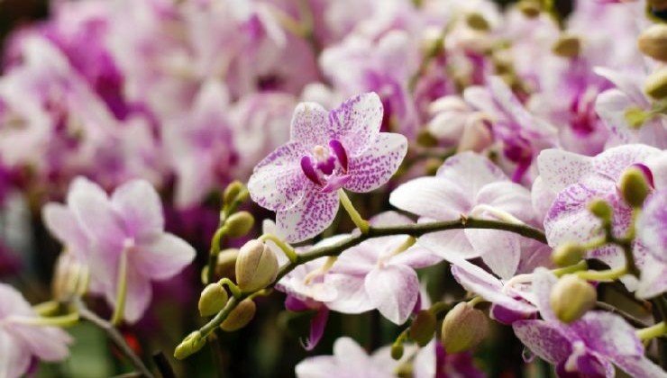 Bujná orchidej