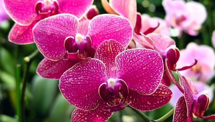 Orchidee