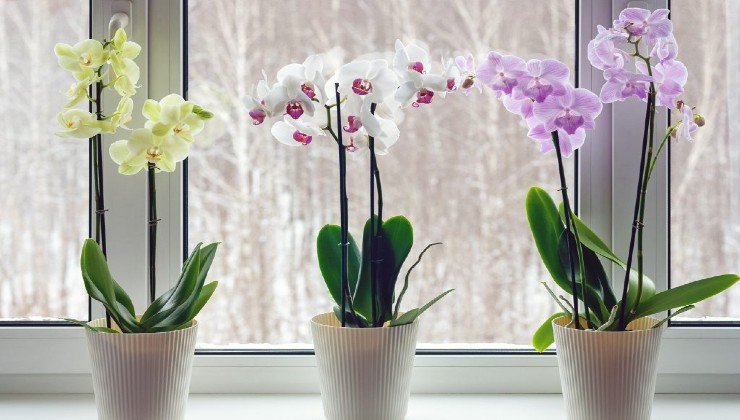 Orchidee
