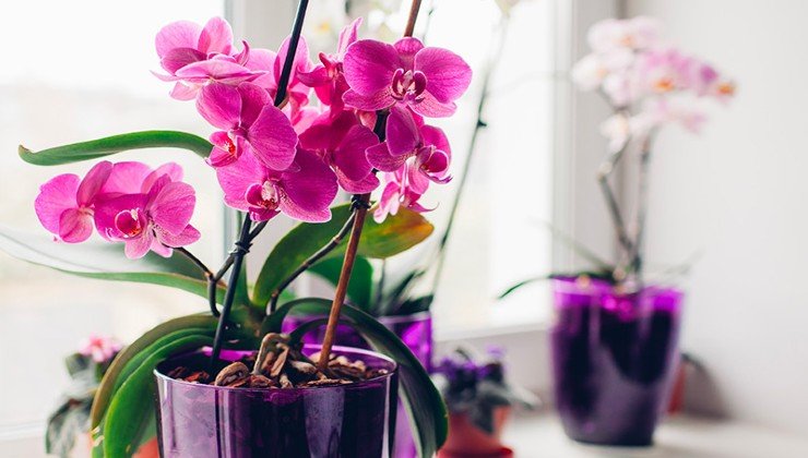 Plantes d’orchidées