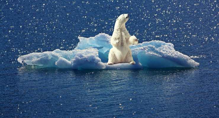 Scopri il test dell'orso