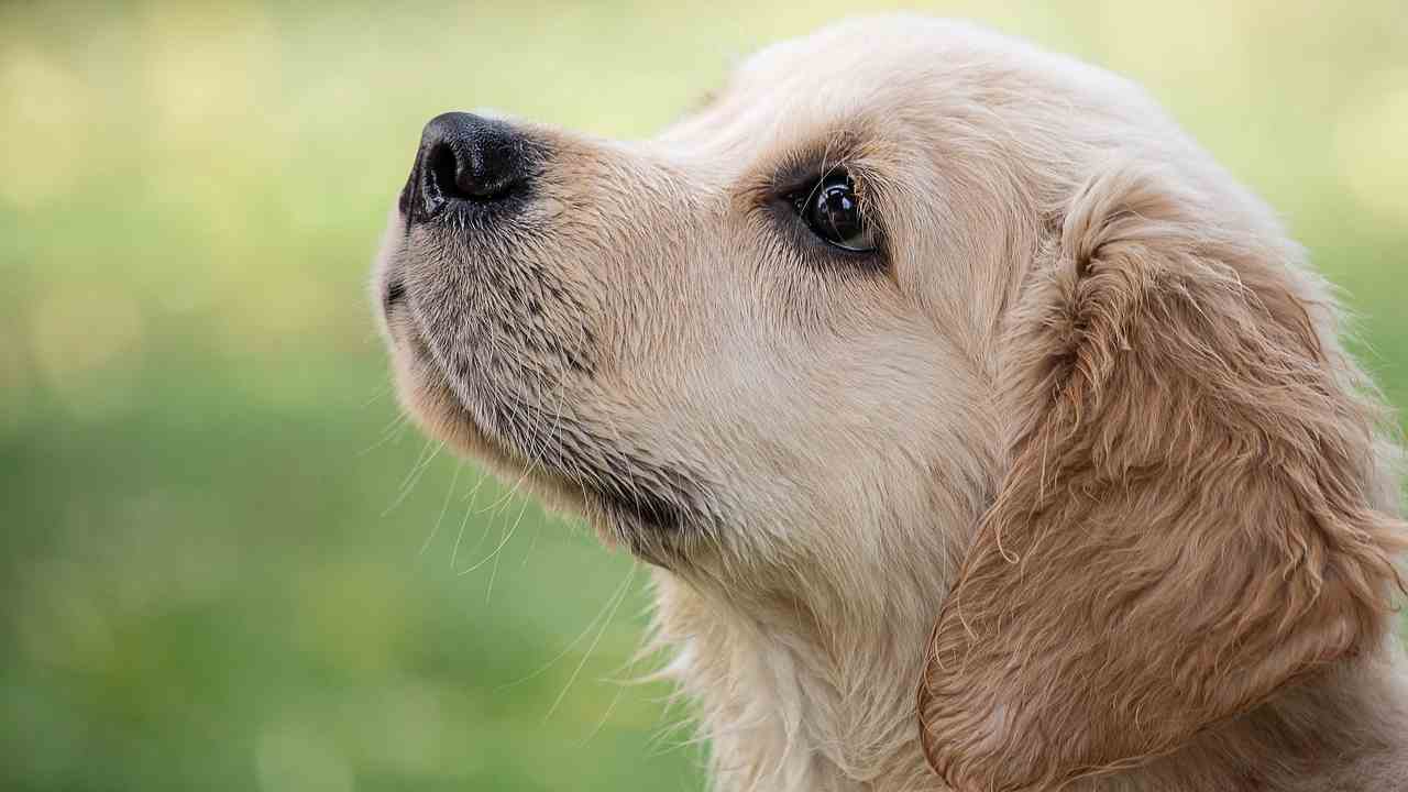 Sempre meno cani in Qatar