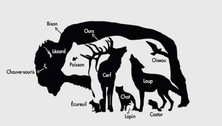 Animale: ecco quanti ce ne sono in foto