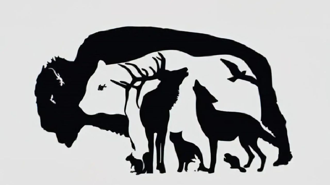 Animale: ecco quanti ce ne sono in foto