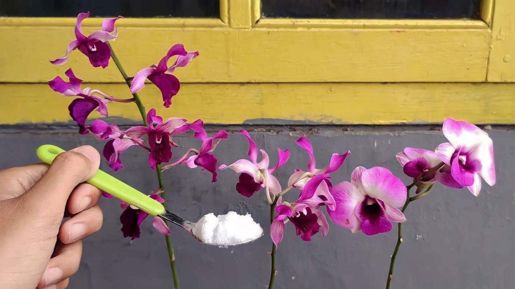 Fertilizzante Liquido Per Rose - Concime Avanzato Per Tutti I Tipi Di Rose, 250ml - Foto 5