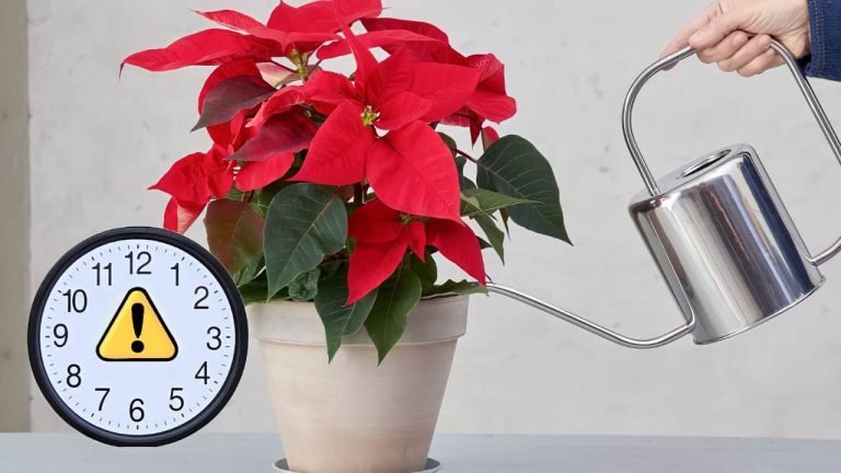 Miniblings Orecchini A Stella Di Natale Rosso Smaltato – Con Gancio In Argento Placcato, Fatti A Mano A Berlino, Ipoallergenici