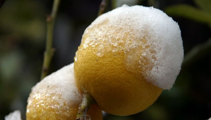Limone in inverno ghiacciato