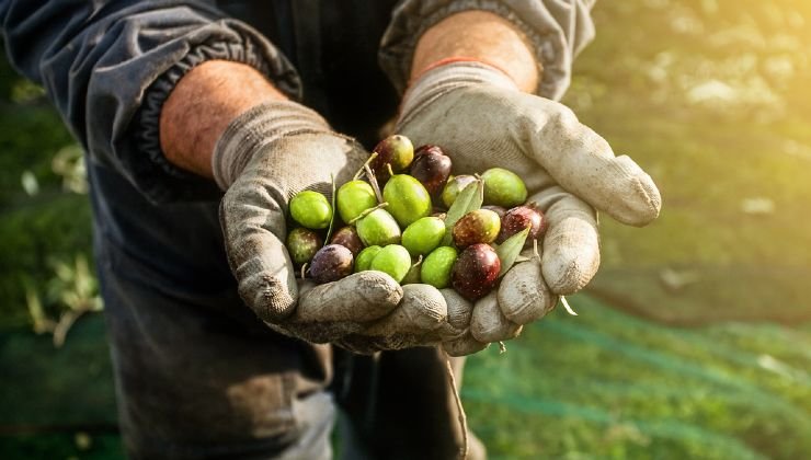 Olive per olio 