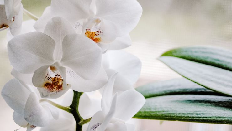 Orquídea - el método de la esponja