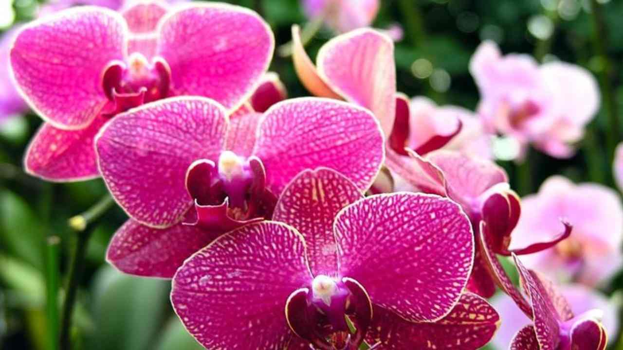 Orquídea: el método de los viveristas.