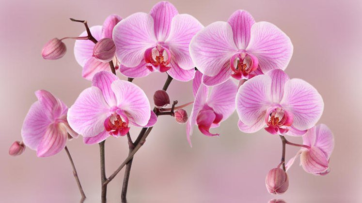 Orchidea: il metodo dei vivaisti