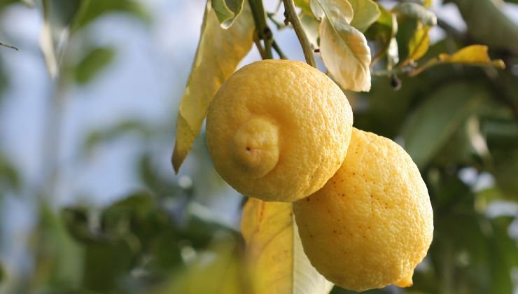 Pianta del limone sana 