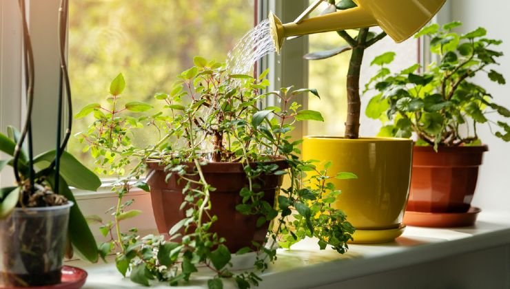 Plantas en el alféizar de la ventana