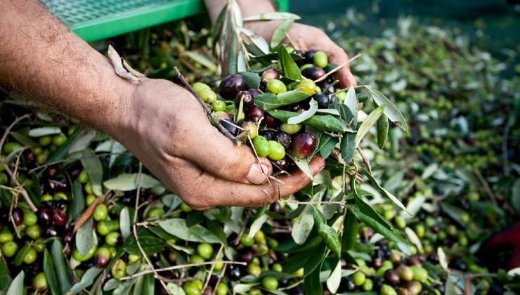 raccolta delle olive 