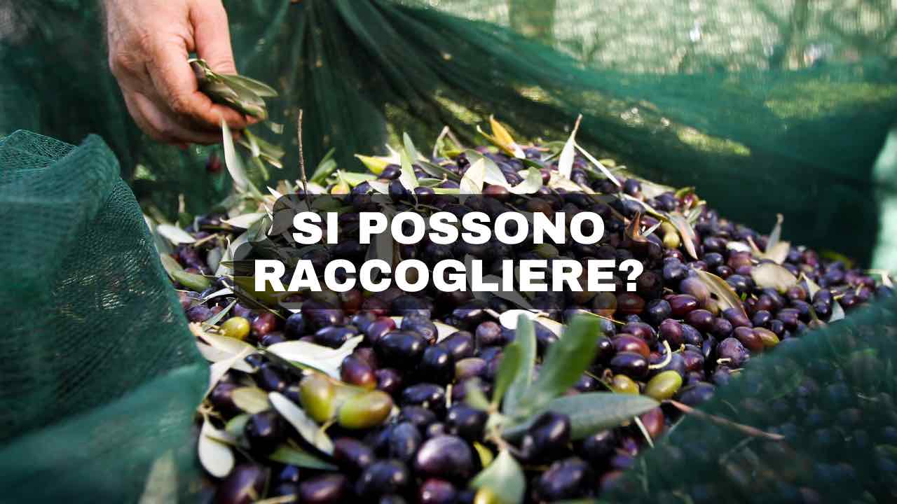 olive bagnate