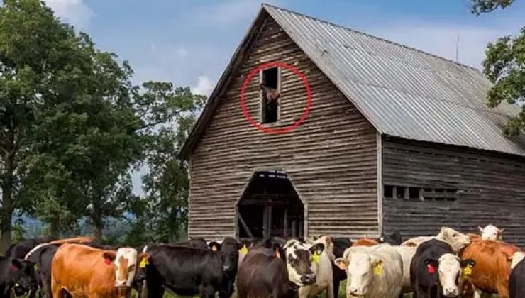 risoluzione test del cavallo