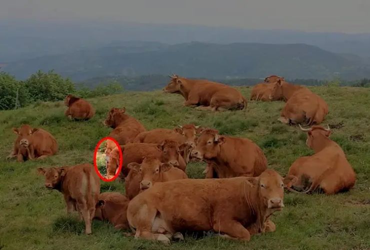 Soluzione quiz visivo