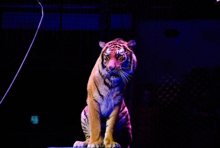 spettacolo con tigre