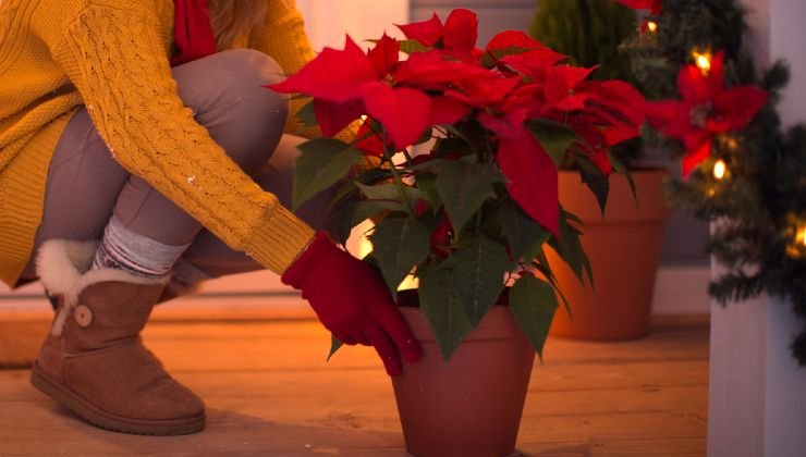 Stella di Natale in Casa