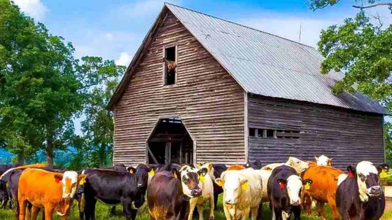 Test illusione ottica cavallo