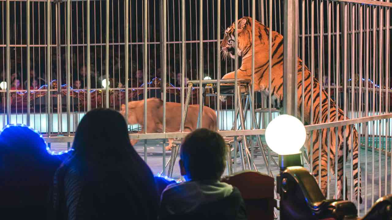 tigri al circo