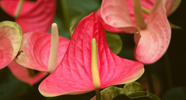 Anthurium, tutte le caratteristiche