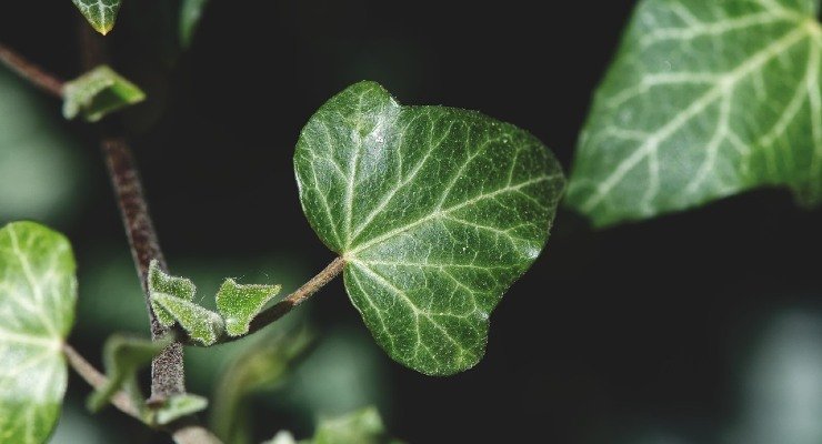 Cómo cuidar mejor tus plantas