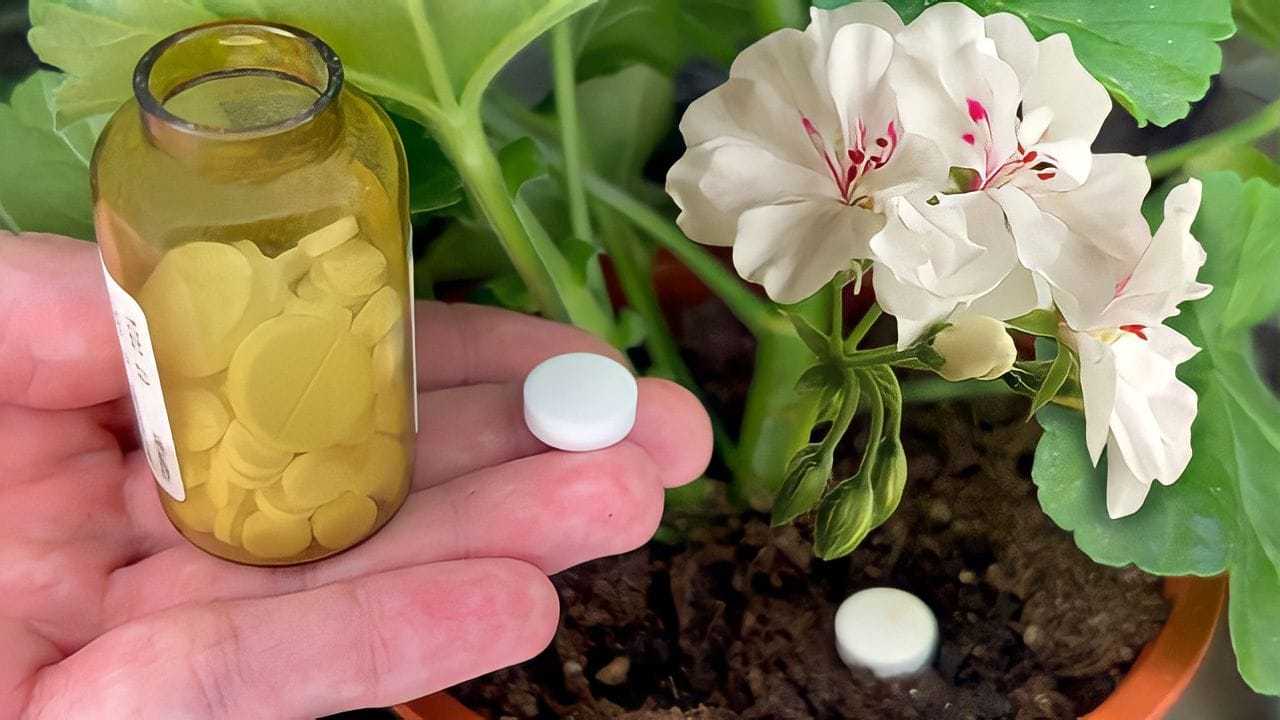 Rostlinné tablety
