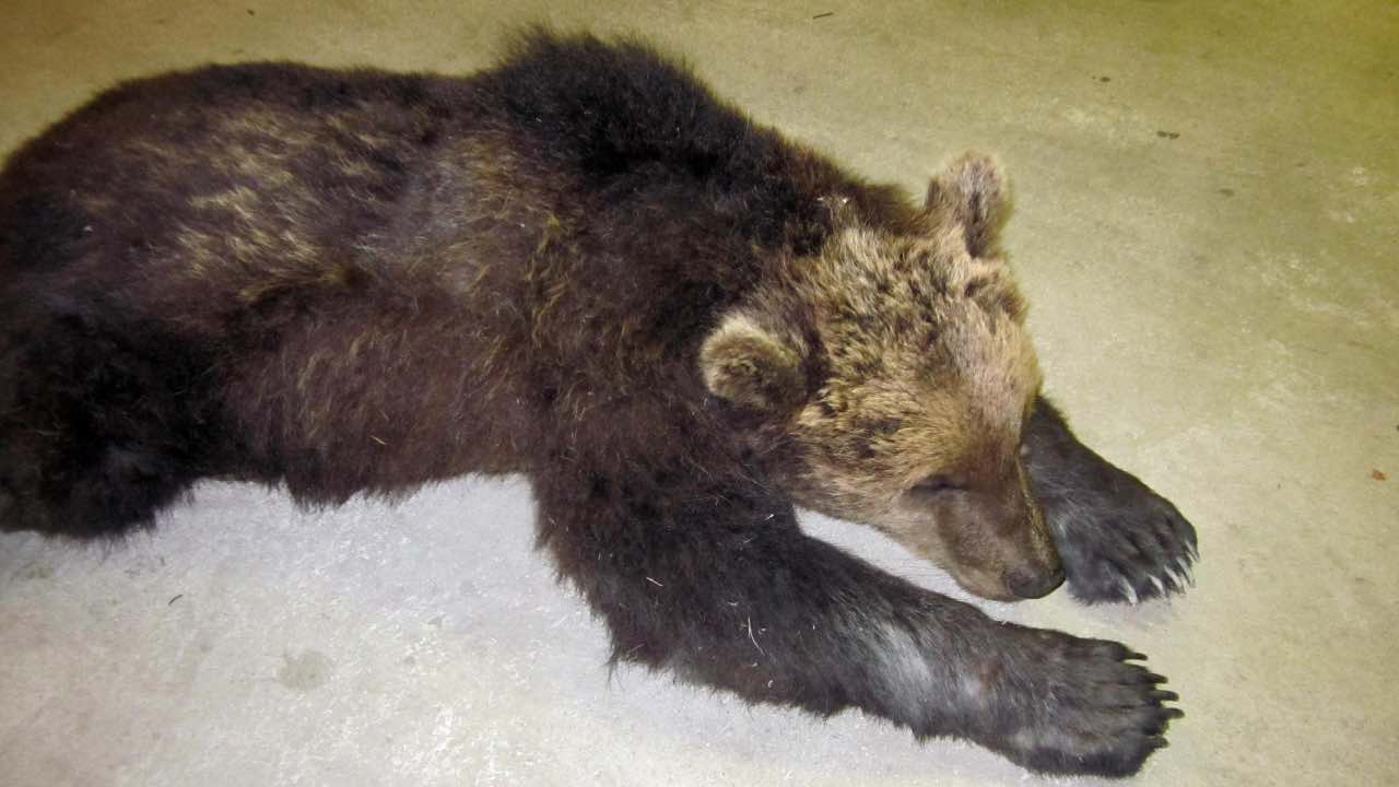 Esemplare di orso bruno