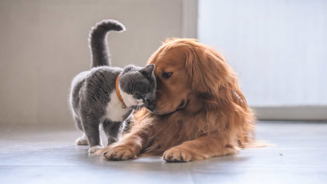 Gatto dal pelo corto britannico e golden retriever