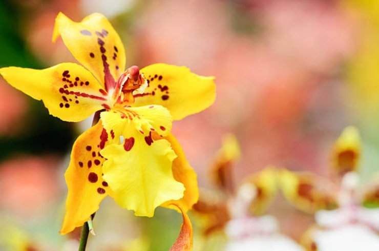 Oncidium