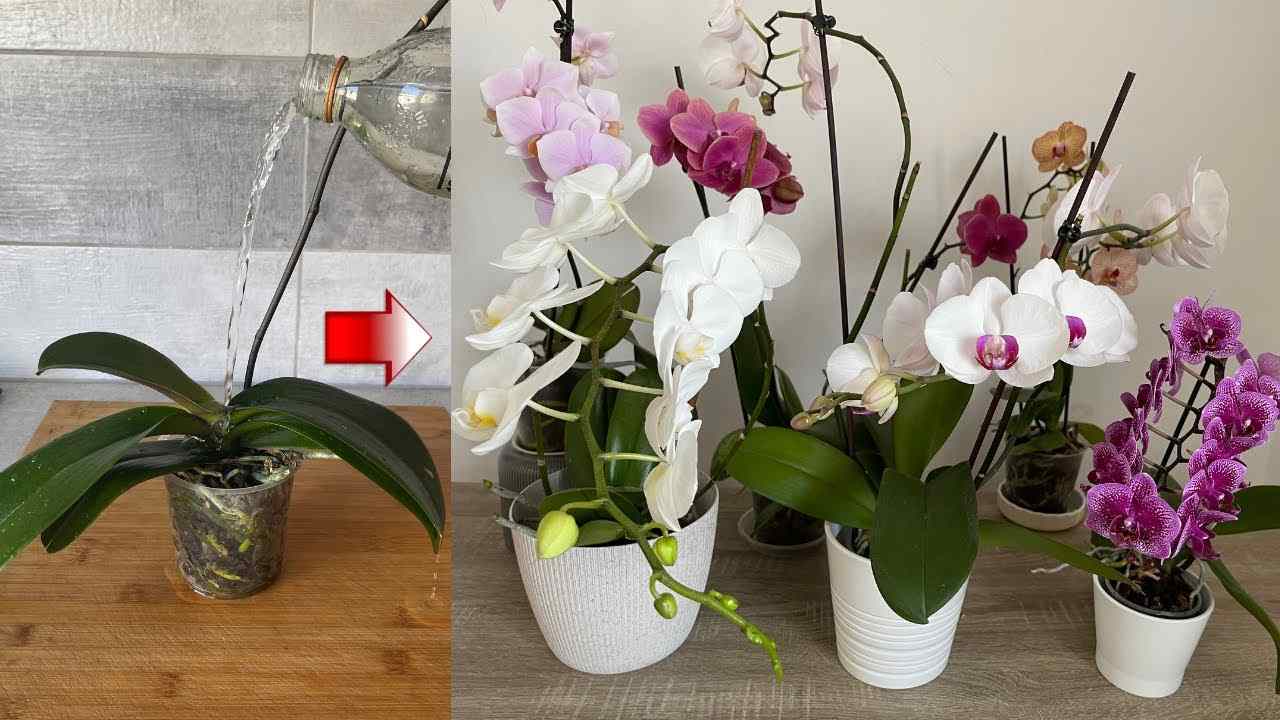 Orchidee