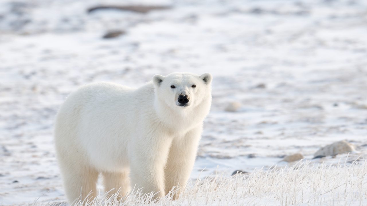 Orso polare