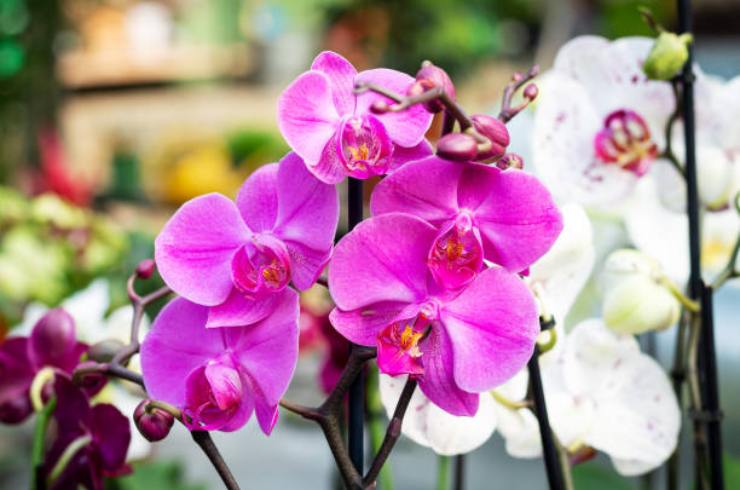 Vaso di orchidee