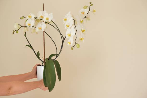 Vaso di orchidea
