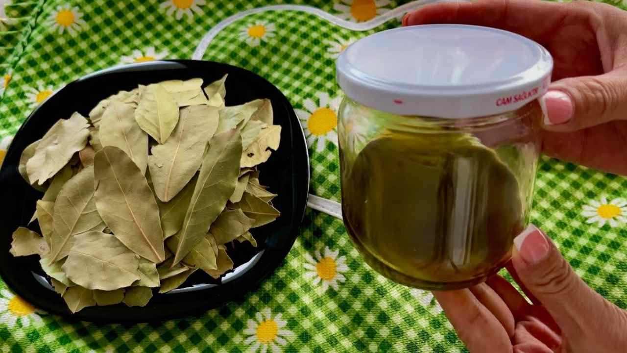 Foglie di alloro e olio