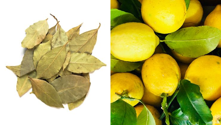 Alloro e limoni